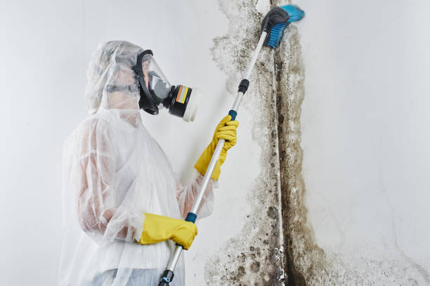 Best Mold Removal for HVAC Installations  in USA