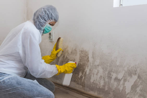 Best Industrial Mold Remediation  in USA